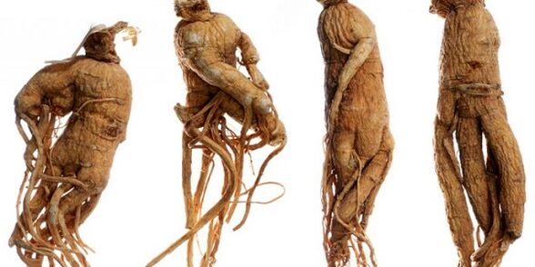 akar ginseng untuk meningkatkan zakar
